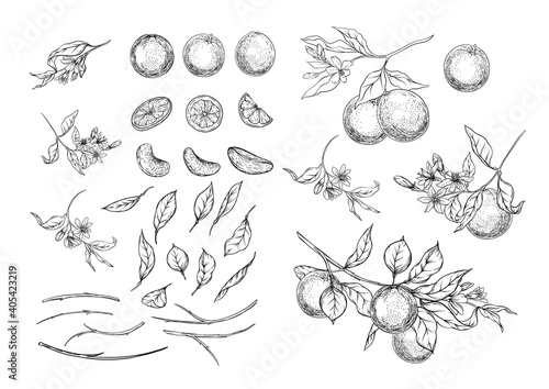 Orange tree branch with ripe and green oranges, flowers and leaves. Element for design. Graphic drawing, engraving style. Vector illustration.. Isolated on white background..