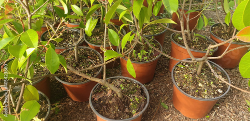 Photinia plants grow in pots, top view. Panorama.