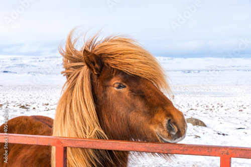 Portrait of a beautiful Icelandic horse on the background of winter nature in Iceland.