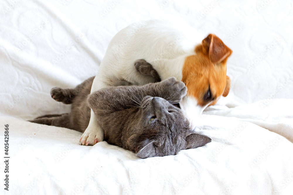 Jack Russell Terrier is played by nibbling a gray cat. Jack Russell Terrier is played by nibbling a gray cat.