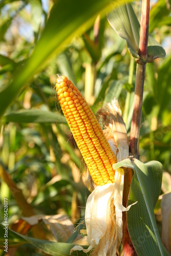 Corn pods on the corn plant,corn field in agricultural garden (6)