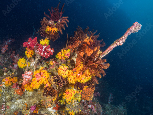 Feather stars and Pink cup corals with open polyps (Mergui archipelago, Myanmar)