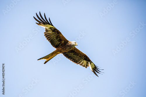Red kites in flight © dwilders