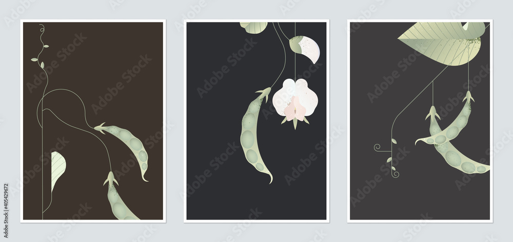 Botanical poster template design, sweet peas with leaves and flowers