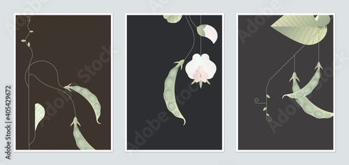 Botanical poster template design, sweet peas with leaves and flowers