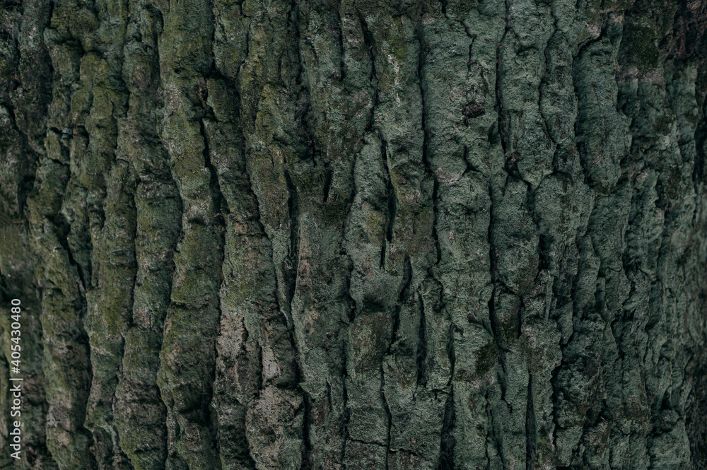 Embossed texture of the bark of oak with green moss. Embossed texture of the bark of oak with green moss.