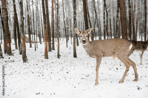 surprised little deer in winter forest. Deer family in winter forest. young deer in winter forest