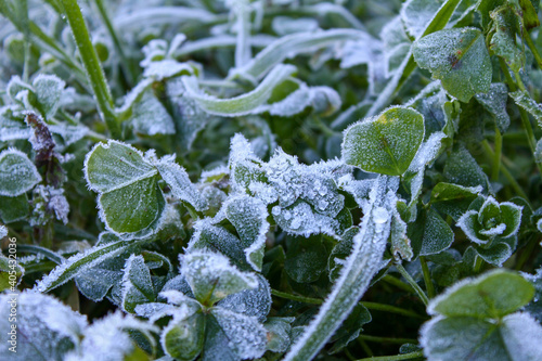 Green leaves of a plant covered with hoarfrost.Cold weather.Frost texture.Close-up.Macro.