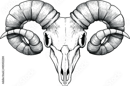 Meticulously traced as an old engraving ominous ram skull on a white background