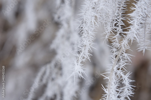 Beautiful winter nature. Frozen trees. © vladorlov