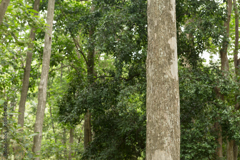 Fototapeta premium Teak tree in the forest with blurred background.Selective focus