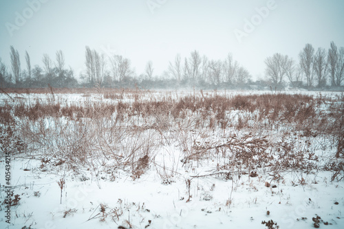 Fototapeta Naklejka Na Ścianę i Meble -  Beautiful shot of a field covered with snow