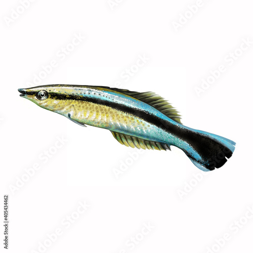 Quadro su tela The Hawaiian cleaner wrasse (Labroides phthirophagus)