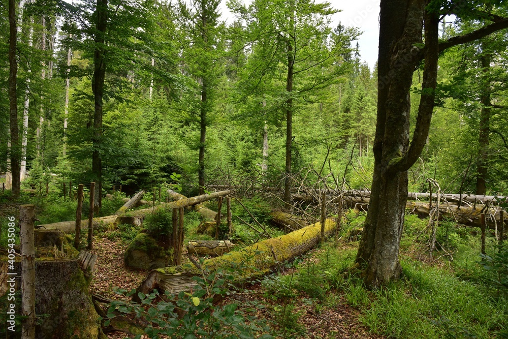 Zofin Primeval Forest is a Czech rainforest-like looking forest and natural heritage in South Bohemia, Czech Republic. Zofin Primeval Forest is a Czech rainforest-like looking forest and natural heritage in South Bohemia, Czech Republic.