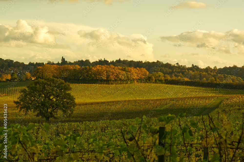 Vineyard at Dorking, Surrey, England