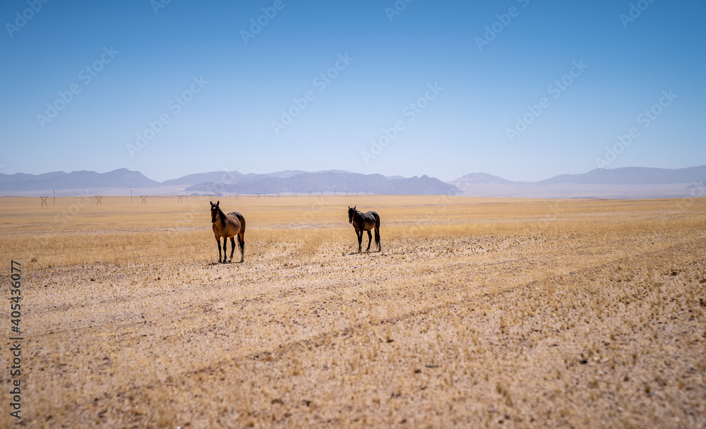 Zwei wilde Pferde am Rande der Namib Wüste, Namib-Naukluft Nationalpark, Namibia