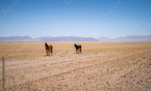 Zwei wilde Pferde am Rande der Namib Wüste, Namib-Naukluft Nationalpark, Namibia © Marc