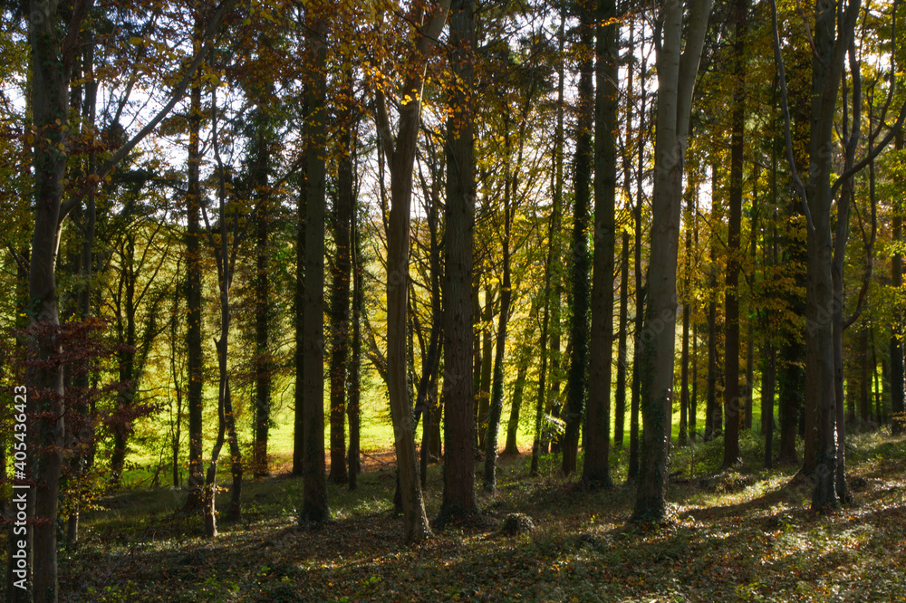 Fototapeta premium Autumn tree colours in Sussex, England