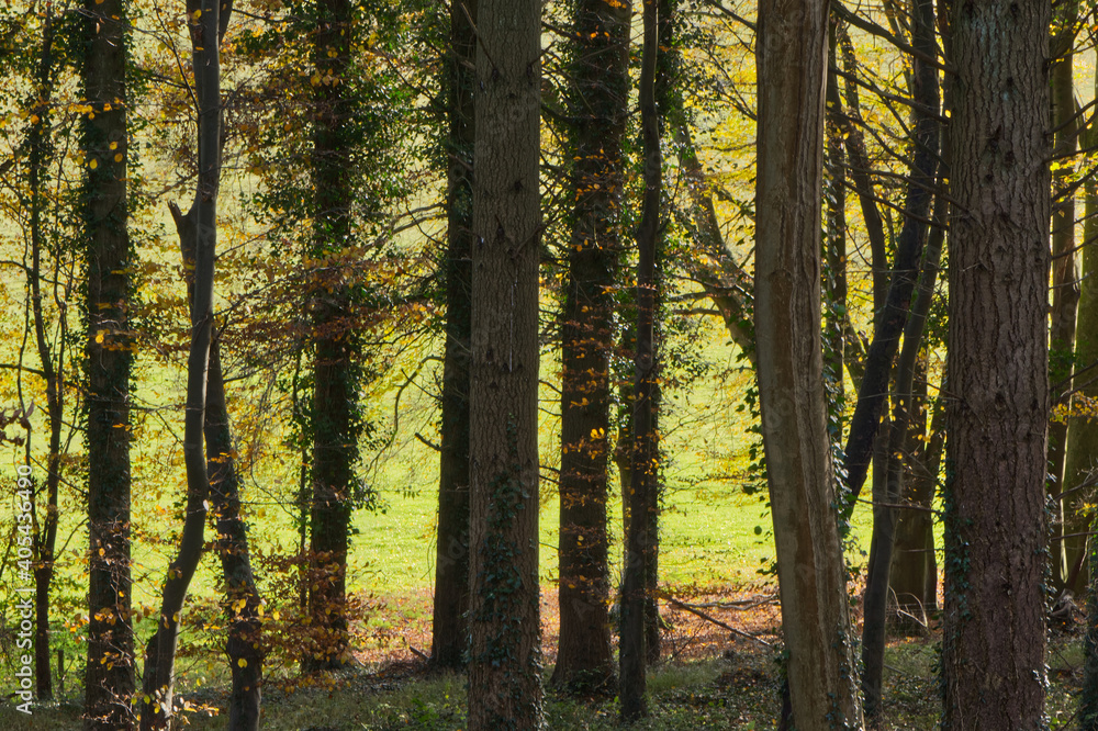 Obraz premium Autumn tree colours in Sussex, England