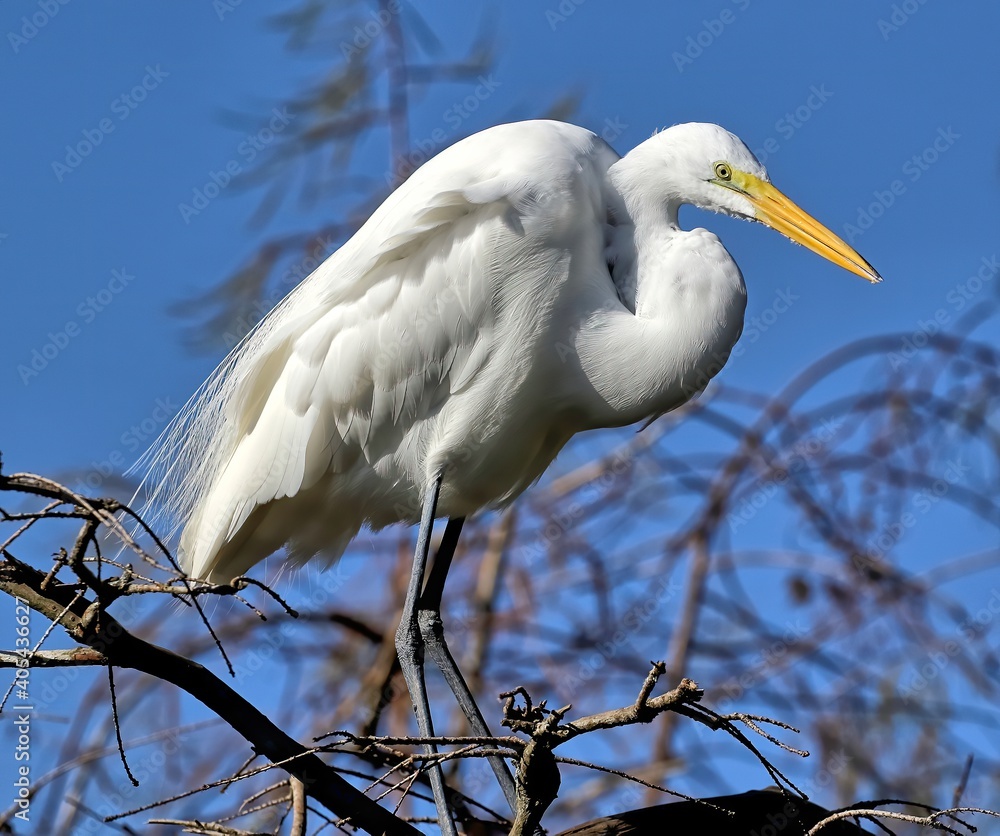 A single Great egret in breeding colors waiting for it's companion. A single Great egret in breeding colors waiting for it's companion.