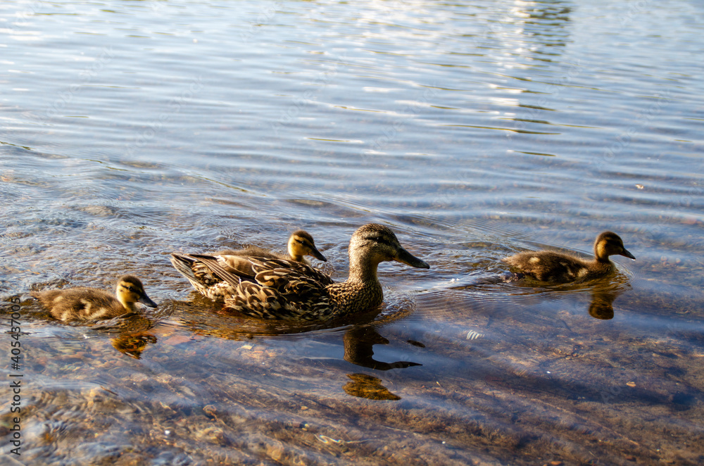 Portrait of a duck and ducklings Portrait of a duck and ducklings