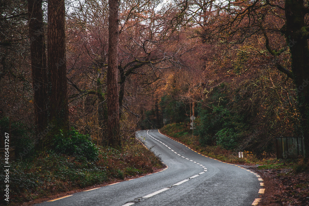 Autumn forest road in a national park in Ireland