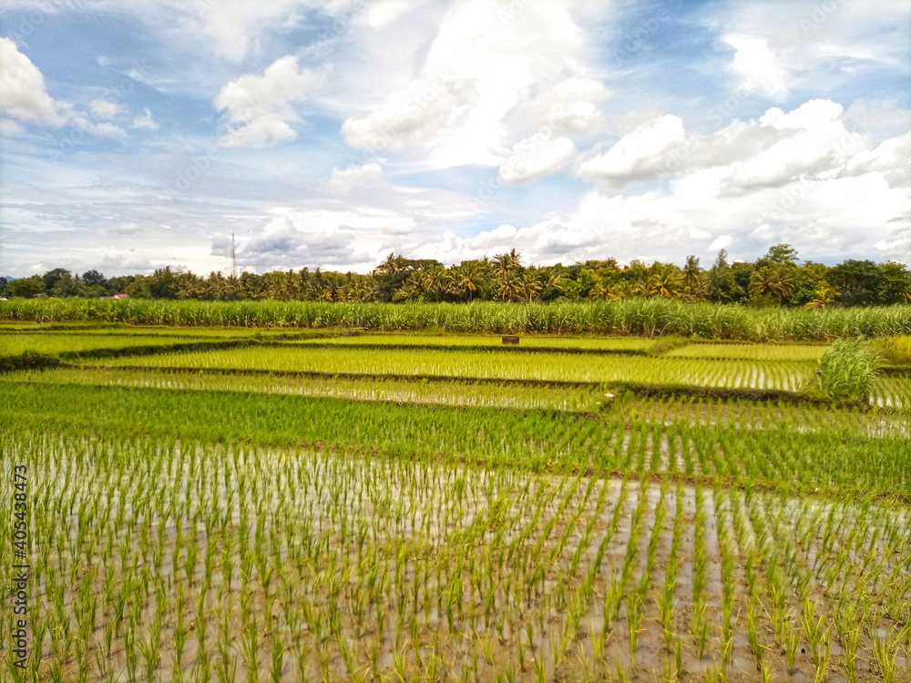 view of rice fields before planting