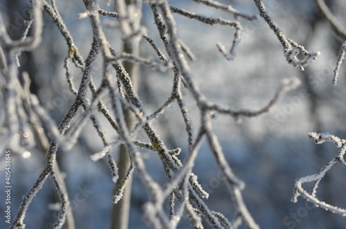 Branchages en hiver © Julien Rondez