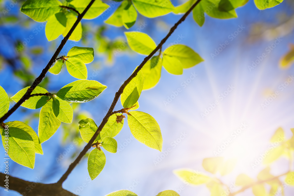 New fresh leaves on green spring background New fresh leaves on green spring background