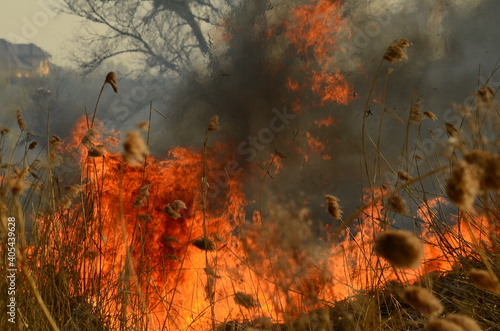 coastal zone of marsh creek, strong smoke from fire of liana overgrowth. Spring fires of dry reeds dangerously approach houses of village by river Cleaning fields of reeds, dry grass. Natural disaster