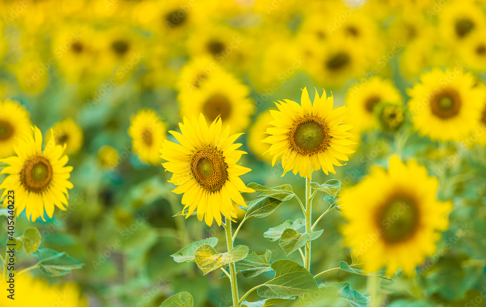 Obraz premium Sunflowers field blooming background Summer sunset in Thailand