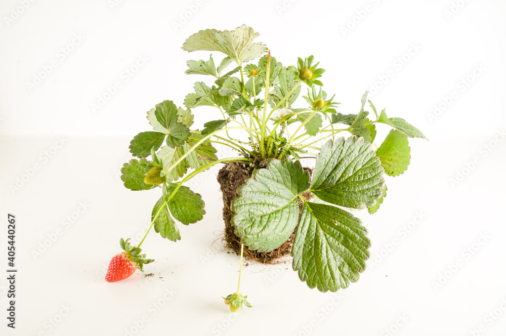 Strawberry Plant With Roots And Soil Stock Photo Adobe Stock Strawberry Plant With Roots And Soil Stock Photo Adobe Stock
