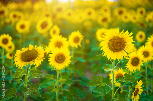 Sunflowers field blooming background Summer sunset in Thailand