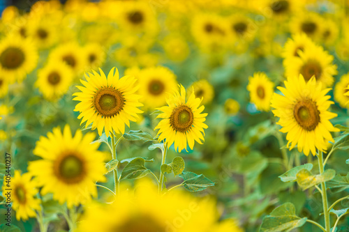 Sunflowers field blooming background Summer sunset in Thailand