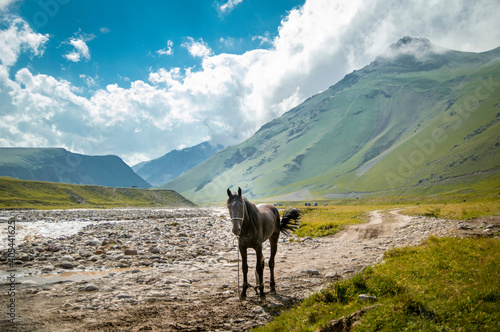 horse in the mountains © Агата Балабойко