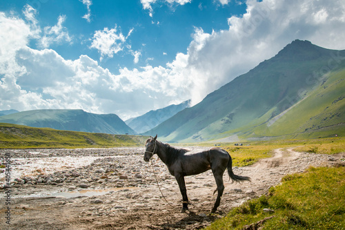 horse in the mountains © Агата Балабойко