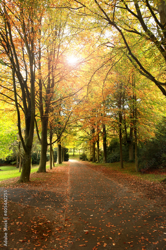 Fototapeta premium Autumn park, sunny day