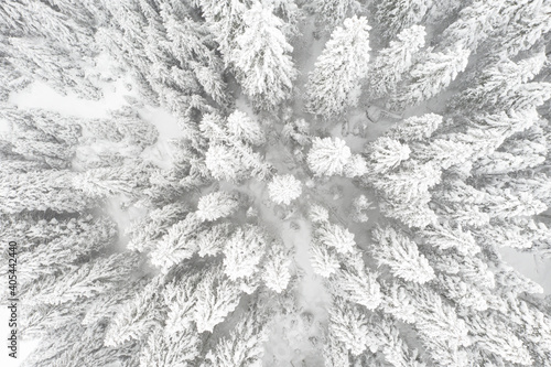 Fly over drone photograph of a fir tree forest during heavy snowfall