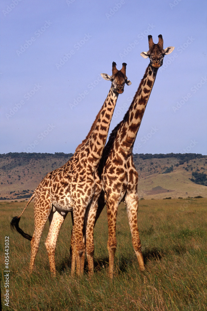 Obraz premium Giraffes, Masai Mara, Kenya
