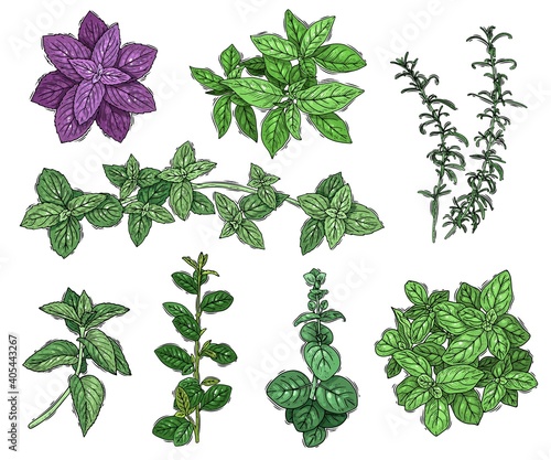 Sketch herbs coloured set