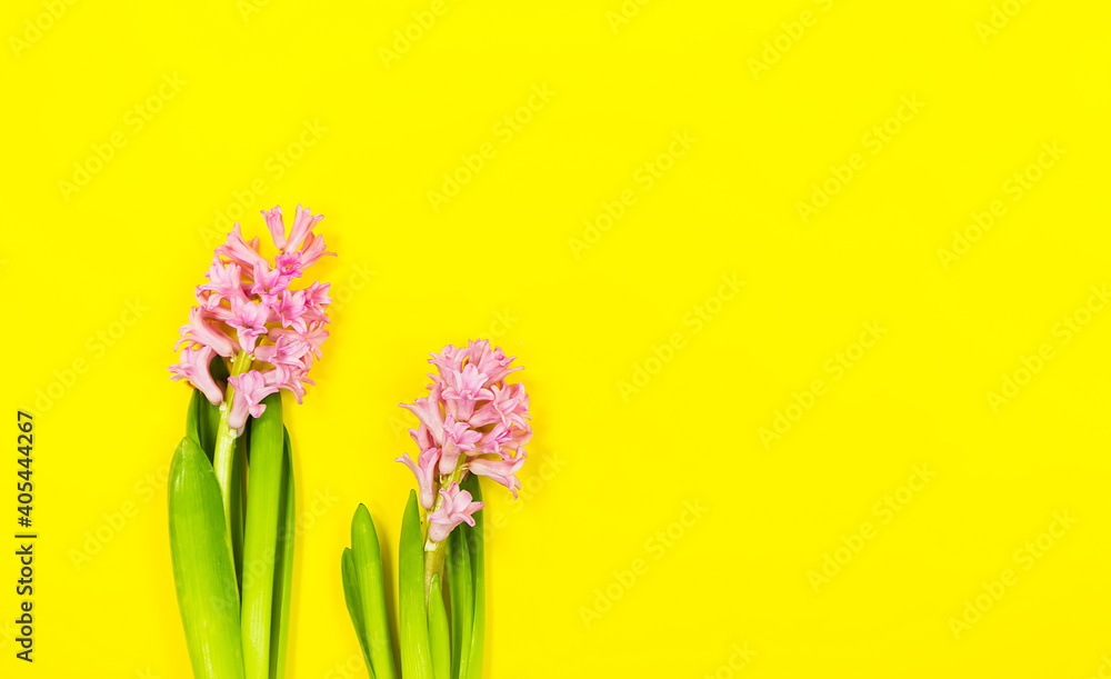 Two pink flowers on spring or summer yellow background with copy space.