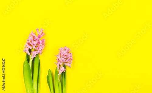 Two pink flowers on spring or summer yellow background with copy space.