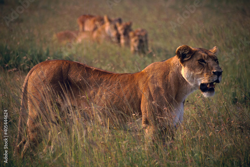 Lioness and Cubs, Masai Mara, Kenya