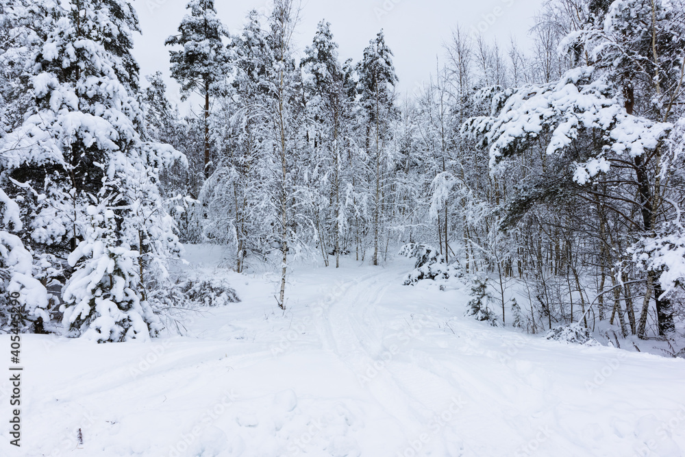 Fototapeta premium natural background with winter landscape with snow road in the forest