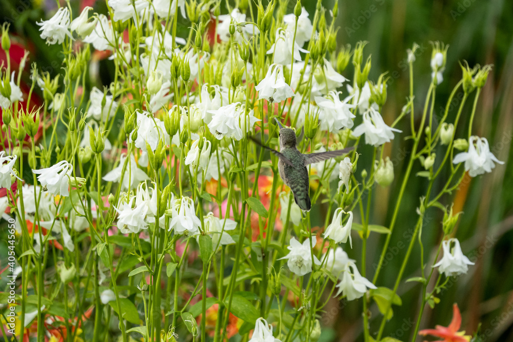 Fototapeta premium Closeup shot of a Hummingbird flying near the colorful flowers
