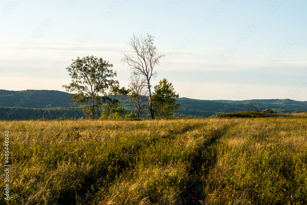 a country road in a summer field going beyond the horizon