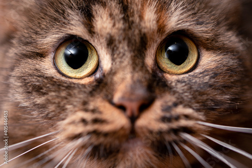 Close up photo of a brown cat's face with big green eyes, looking away.