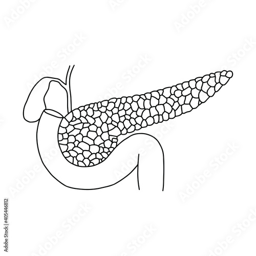 A human pancreas, drawn by lines on white background. Vector Stock illustration.