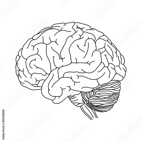 Vector, anatomical Brain. Realistic Brain illustration isolated on white background. Vector medical Brain logo.