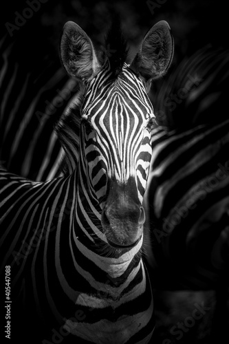 Beautiful wild zebra in South Africa